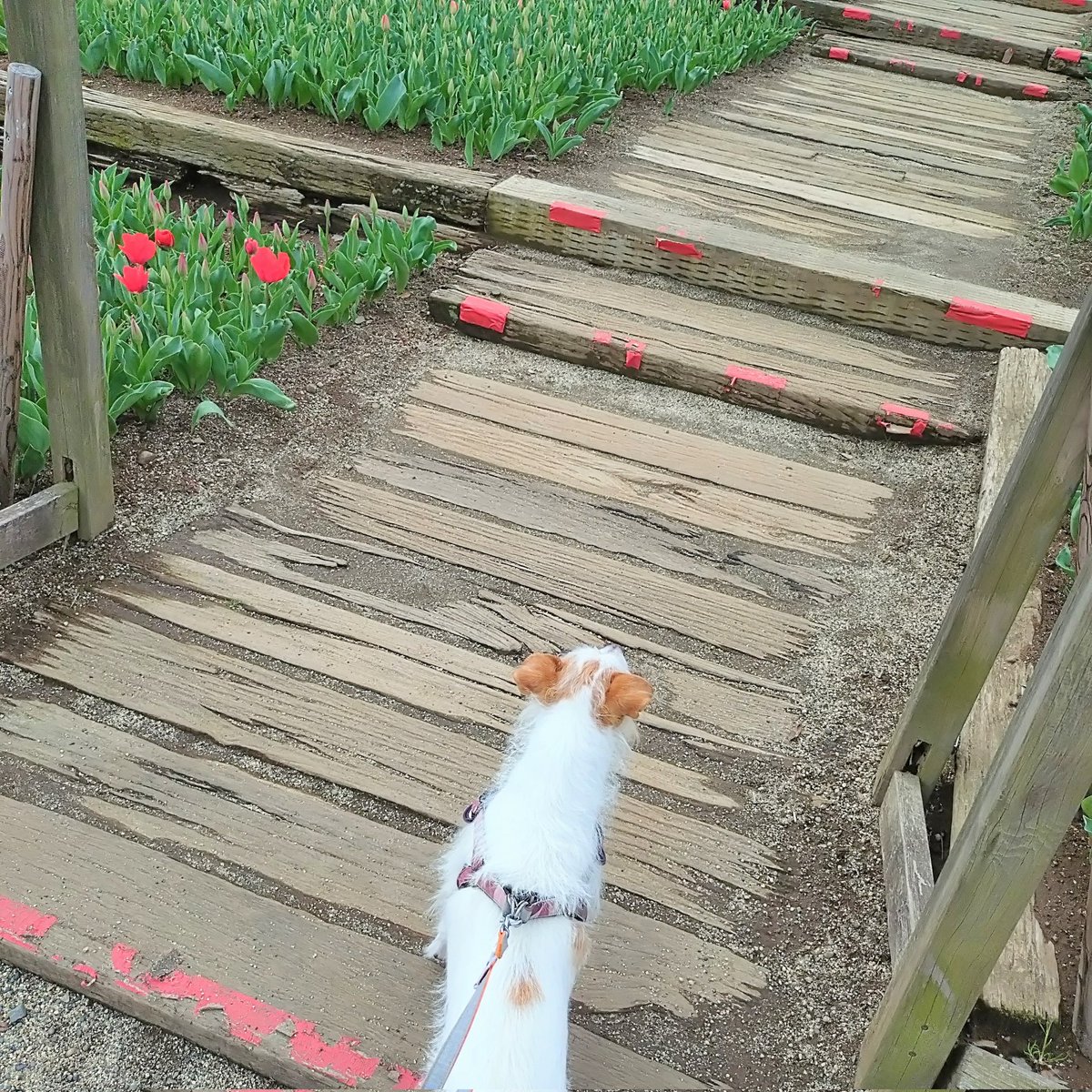 Jethro20200318's tweet photo. 犬フェスに行ってきたジェスロ君🚗³₃🐾
ジャックいたしほかのわんこ🐶可愛すぎた♡ジェスロ君は犬見知りで抱っこ抱っこ状態笑
#jackrussellterria #jrt
#ジャックラッセルテリア
#ジェスロ日記 https://t.co/hsW5hZ1RTp