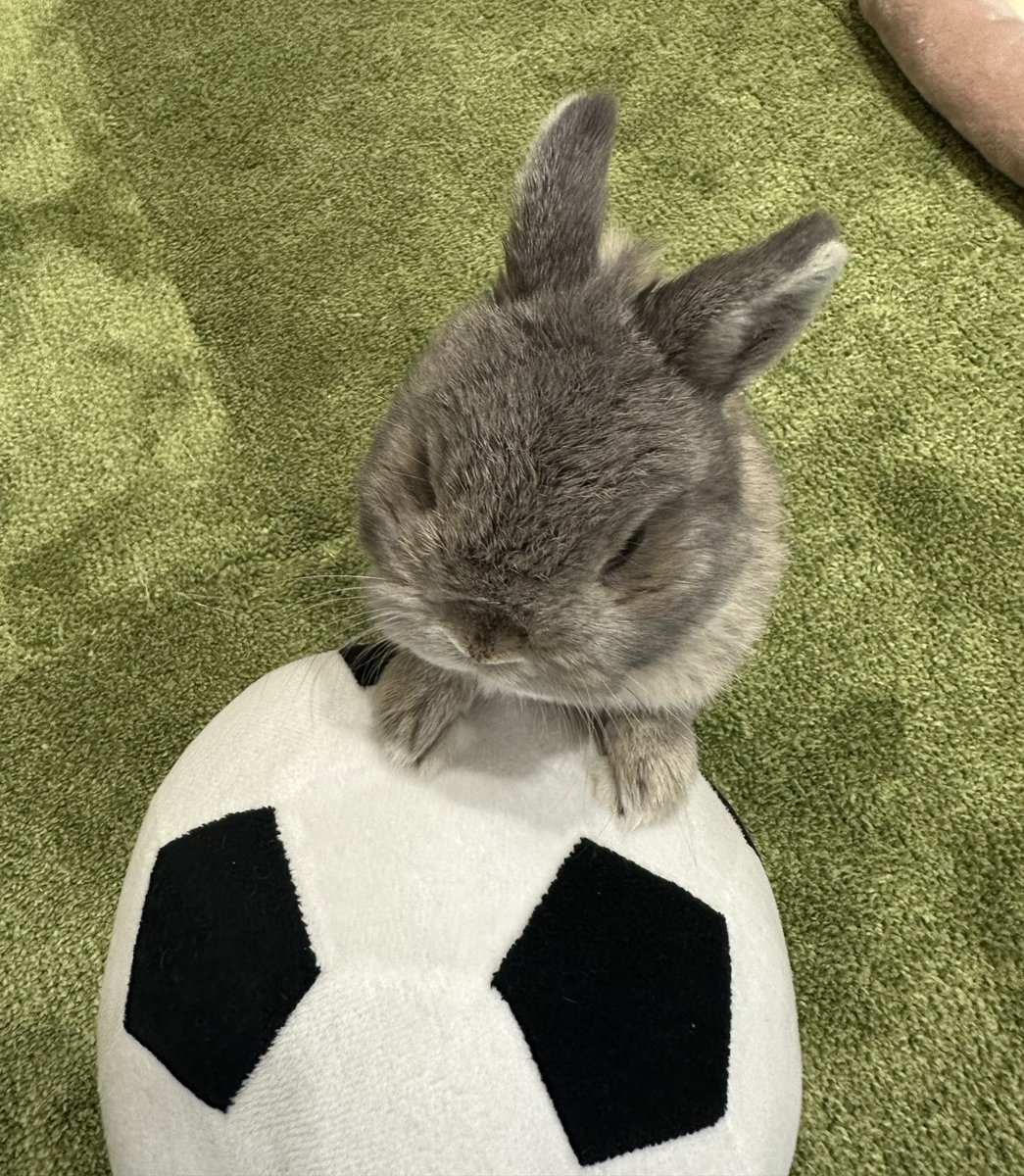 サッカーバニー⚽ティーティくりん tweet media