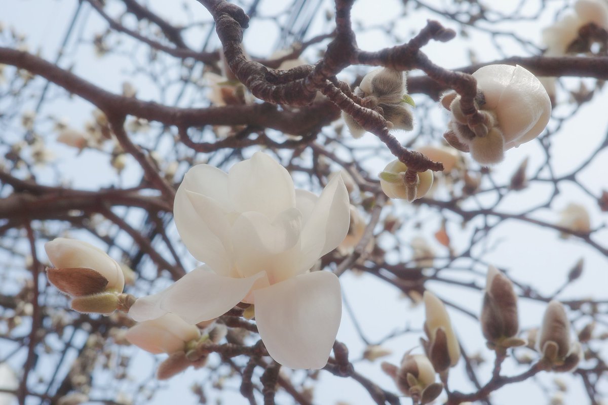 민토스 tweet media