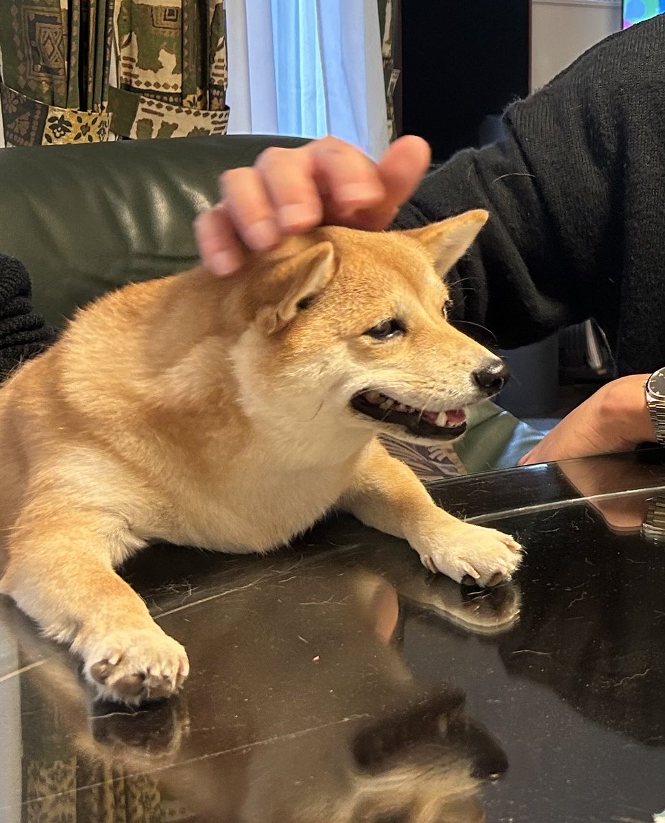 豆柴ぐり tweet media