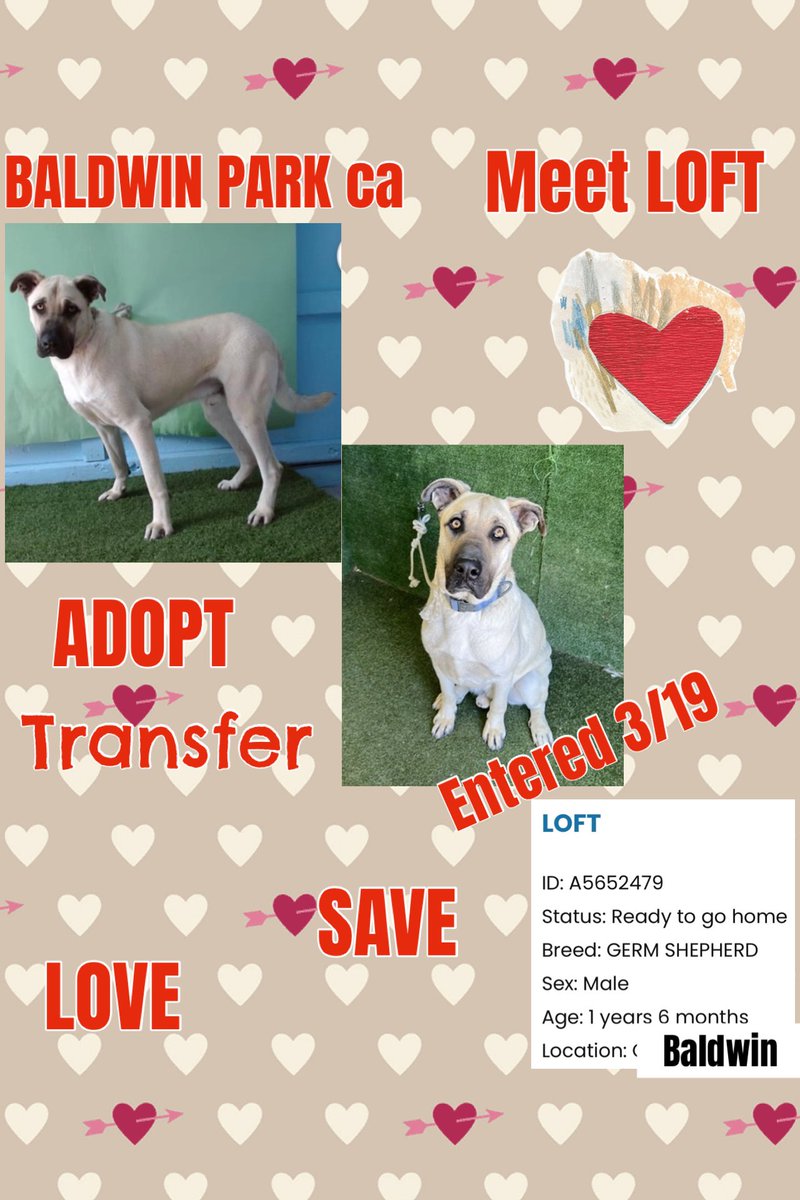 Sarah jane Gillespie tweet media