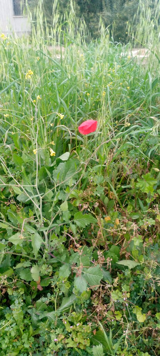 زياد البطاح🇯🇴 tweet media