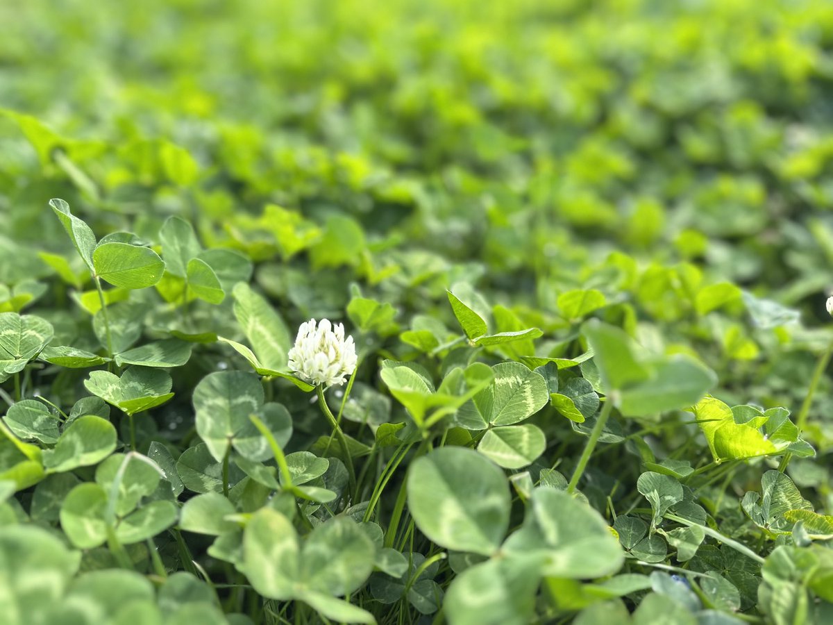 toto＊mamima猫に温泉♨️ tweet media