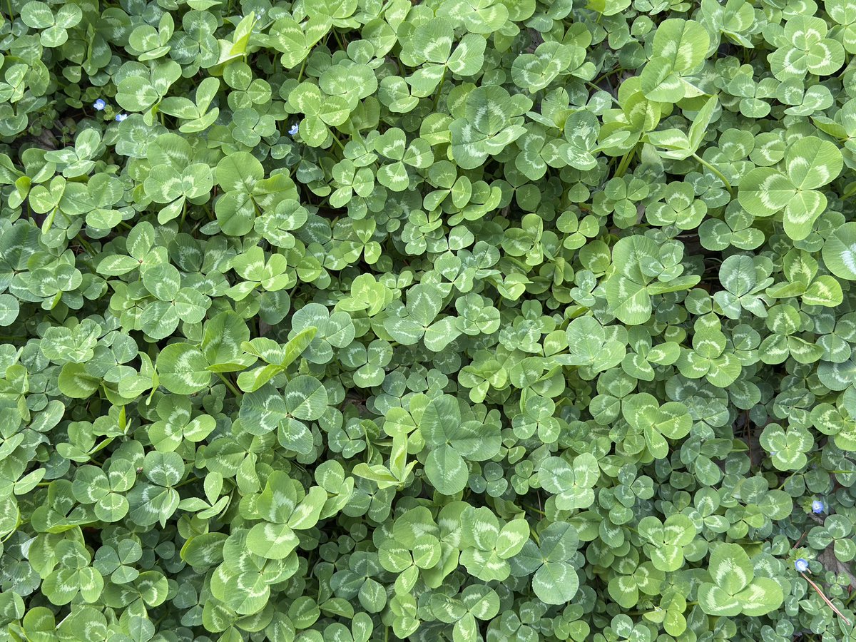 toto＊mamima猫に温泉♨️ tweet media