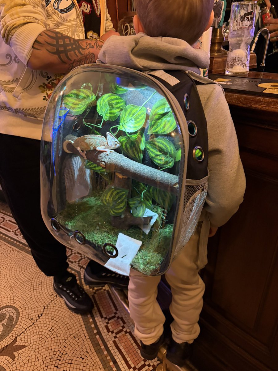 _Cu__Te_'s tweet photo. カメレオン用のリュックサック🎒 https://t.co/IO9Q9aaMZ4