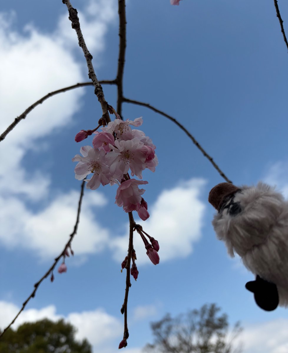 スンスン写真 tweet media