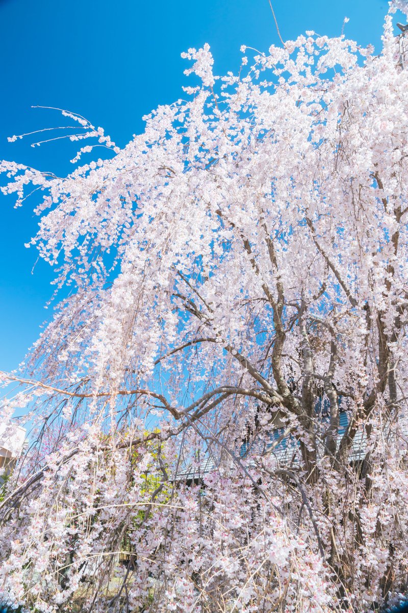 よしと tweet media