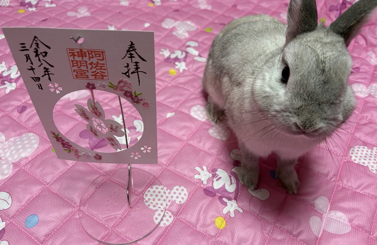 プリンセスラビット tweet media