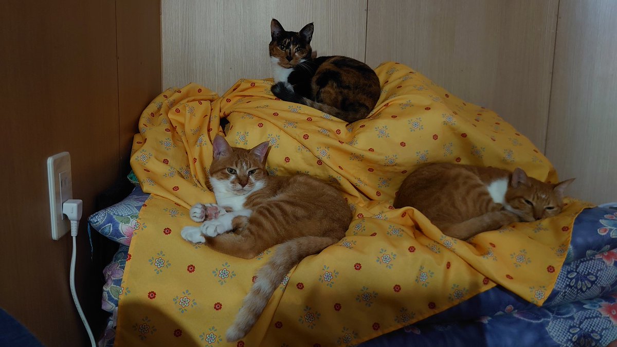 ともたまちび tweet media