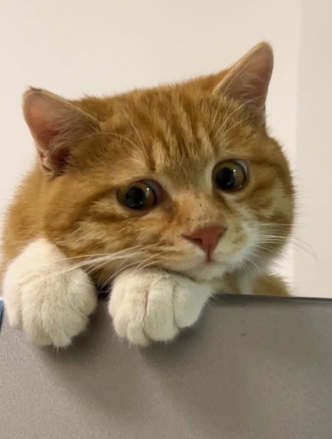 naky as cats 🐈‍⬛ tweet media