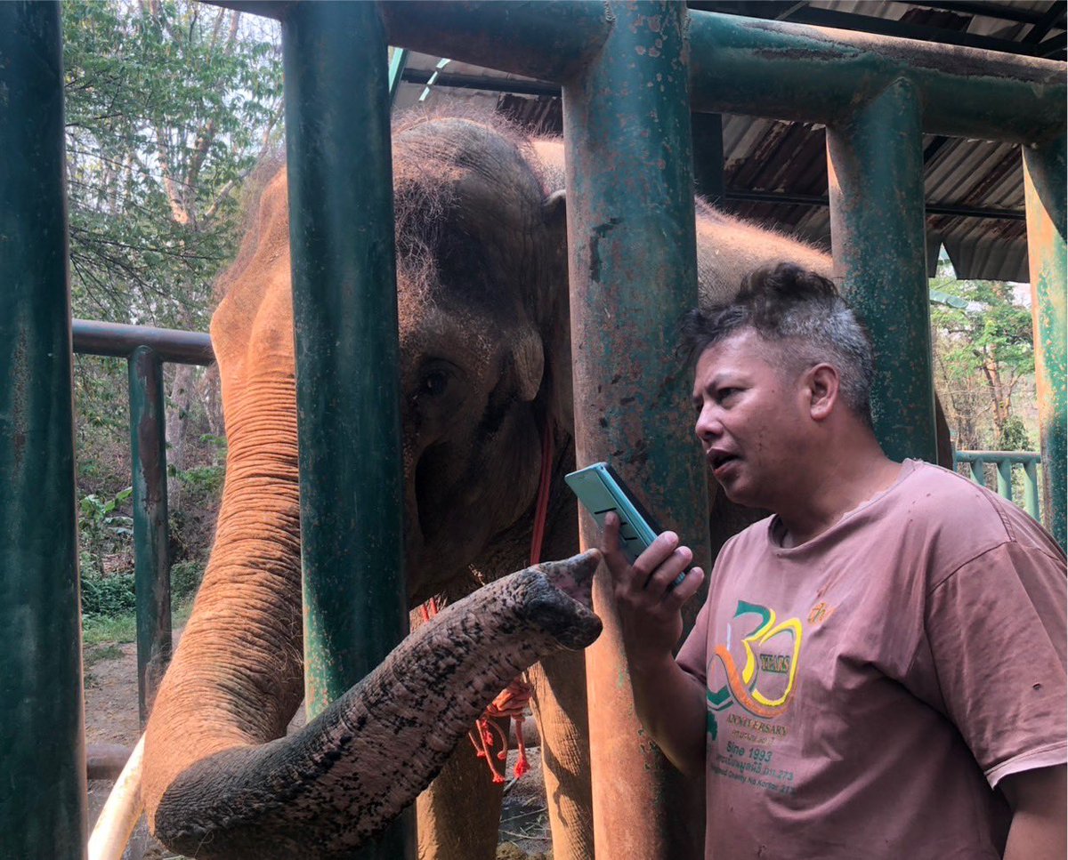 SoraidaSalwala's tweet photo. เช้านี้พลายโบโบ้ตกมันค่ะ ยังอารมณ์ดี ส่งเสียงคุยกับแม่โซได้
Bobo's in #musth @FAEeleHosp https://t.co/7vrstMywVq