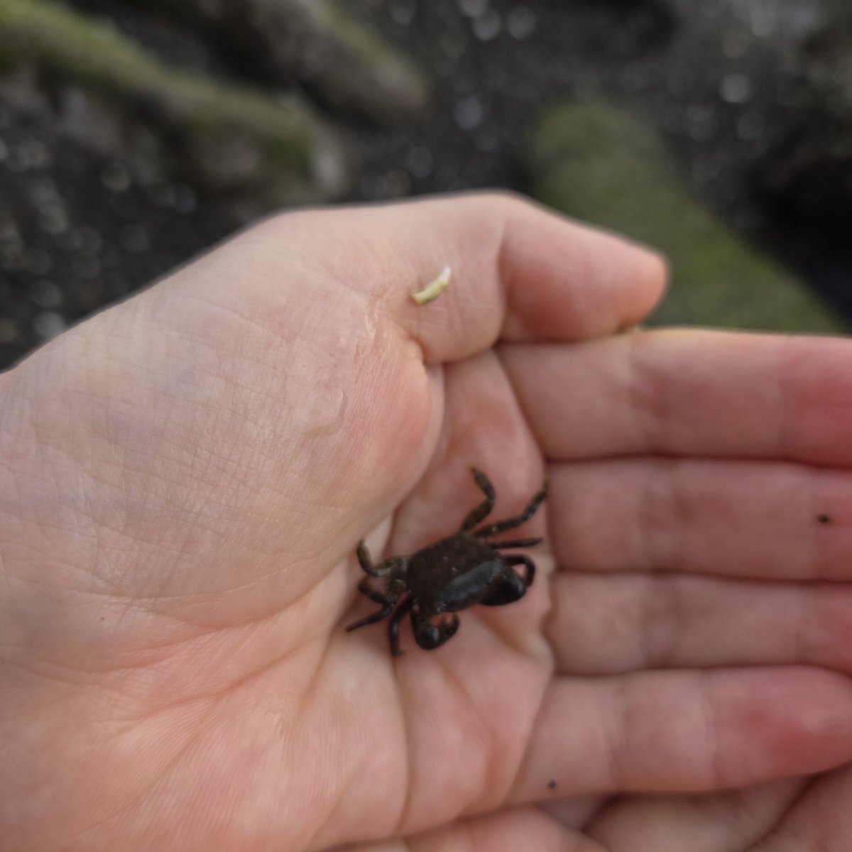 ままみん☆ tweet media