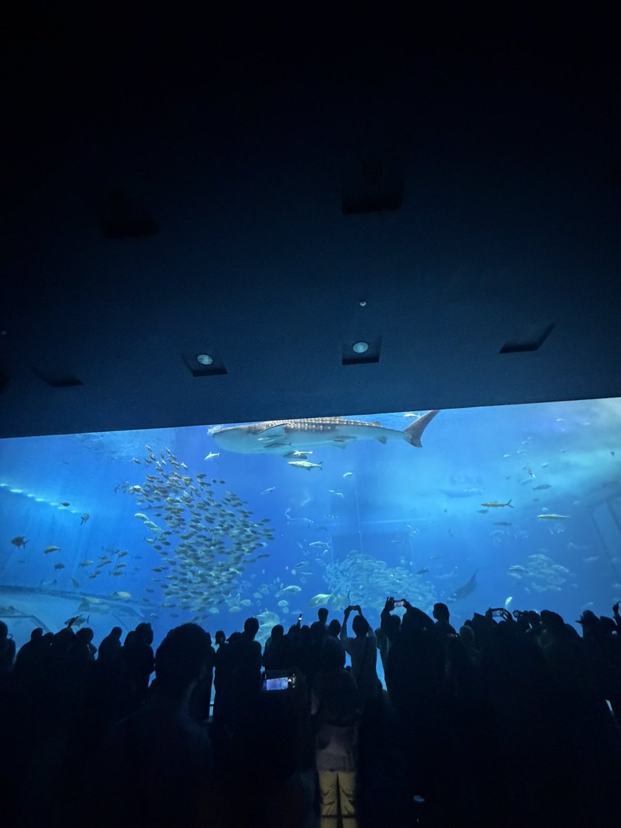 ペリー来航汰 tweet media