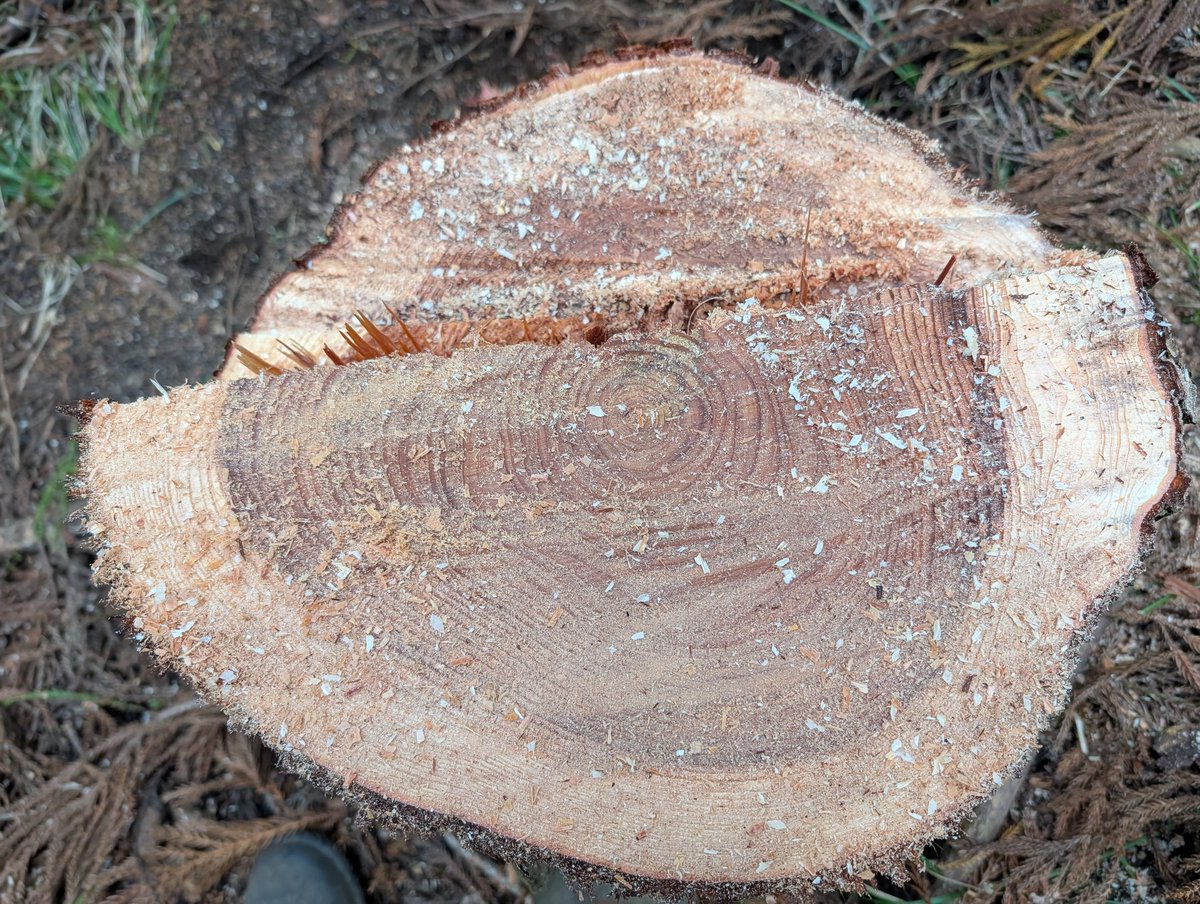 まっくろくろすけ(杉山農園) tweet media