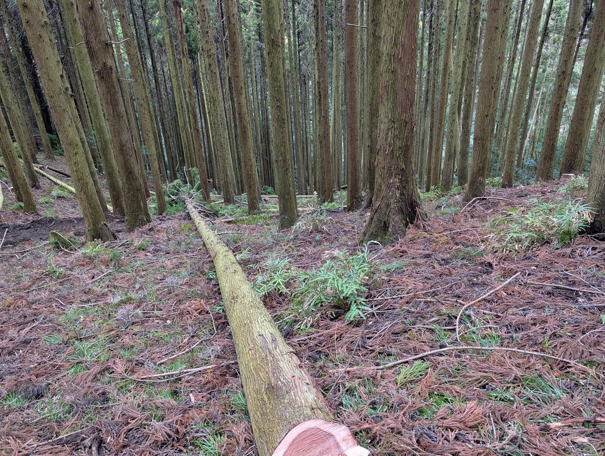 まっくろくろすけ(杉山農園) tweet media