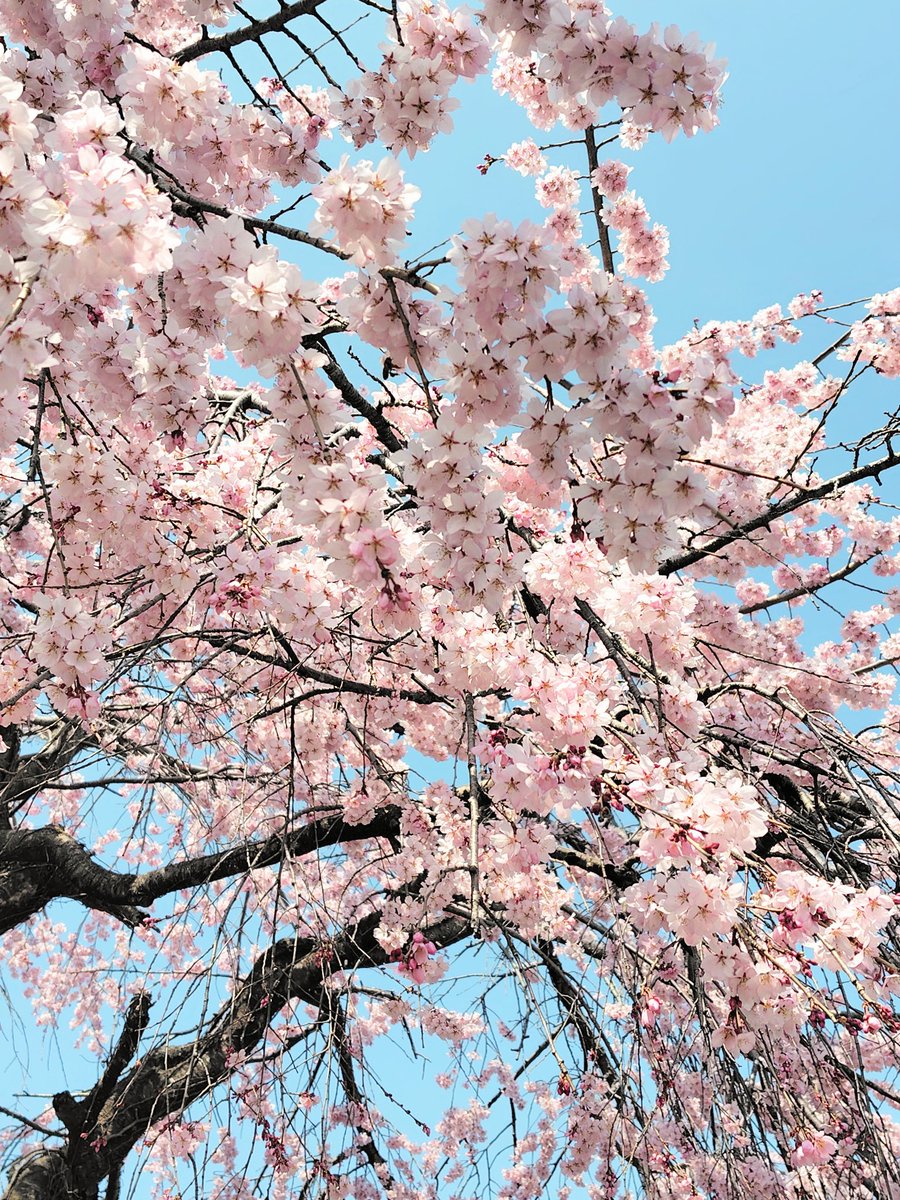 とっ・とっ・pi♪🐥🌱Aoi tweet media