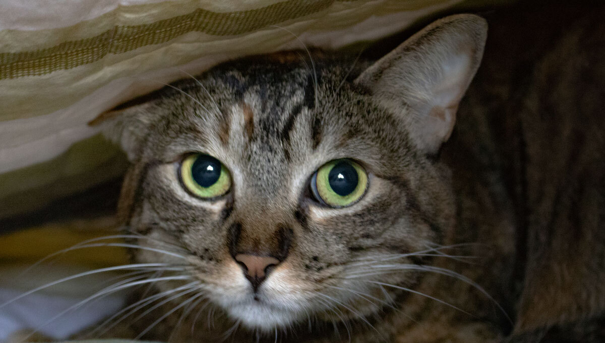 カラパイア tweet media