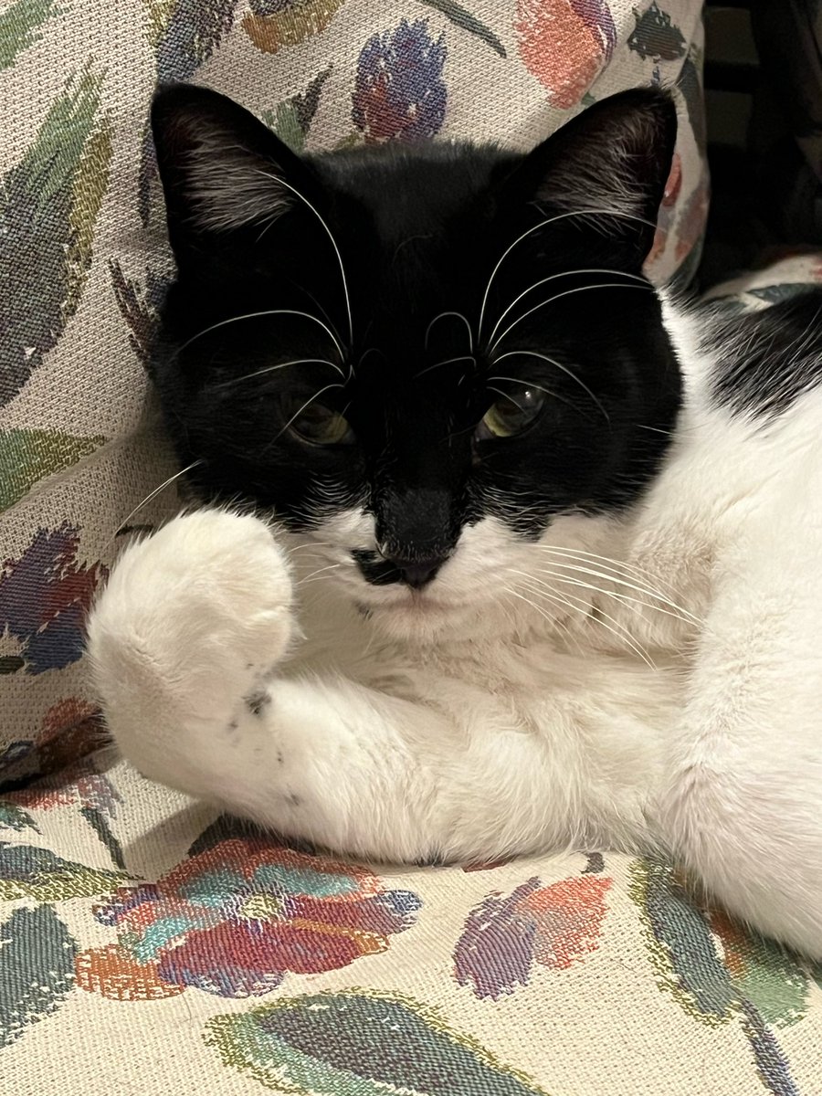 legumeae's tweet photo. #nokings
#noqueens
#NOWAR
#NOWARBUNNY
#NOWARCAT
#憲法改正大反対
#HandsOffGaza
#HandsOffCuba
#ミュージシャン戦争止め続けるわ
#fucktrump
#fucknetanyahu
#fucktakaichi
ぐーぱん。 https://t.co/pWxPnsn80p