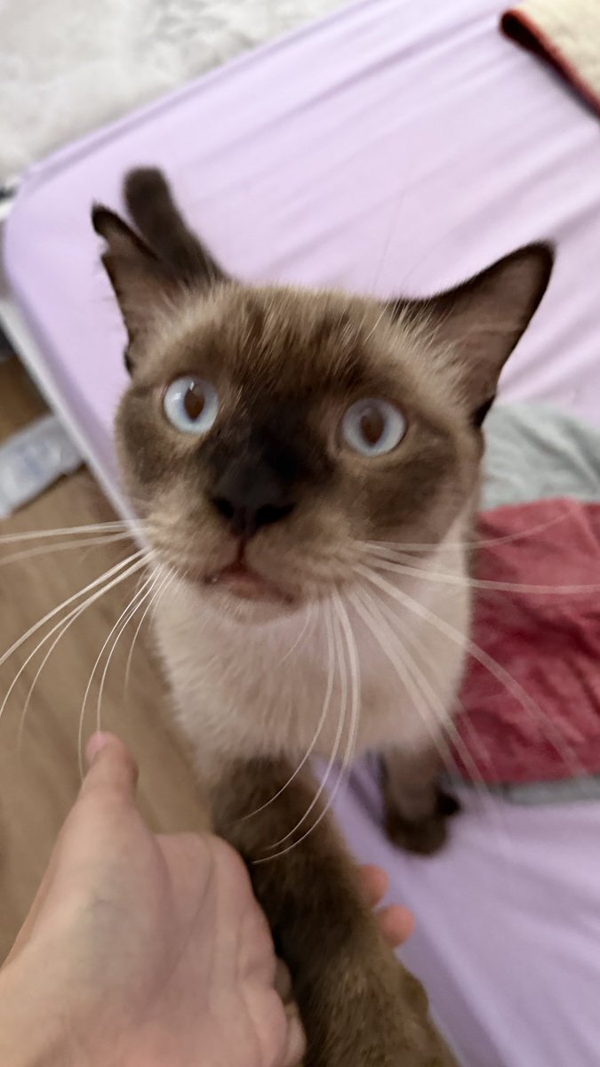 JUNOT ´･ᴗ･` tweet media