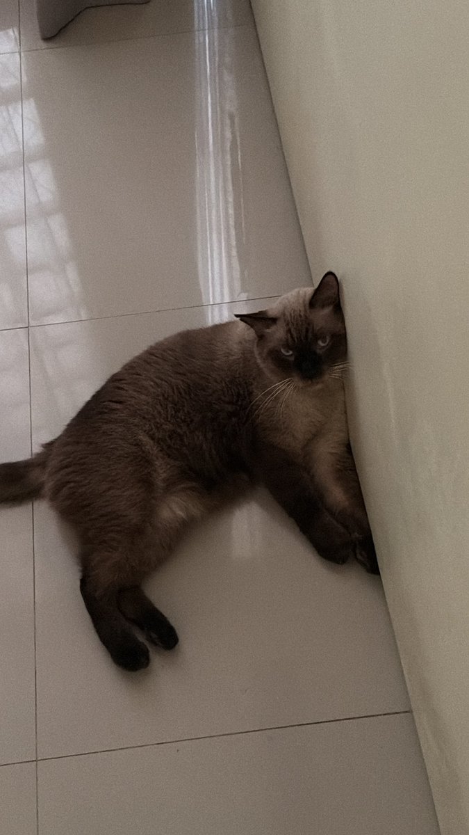 JUNOT ´･ᴗ･` tweet media