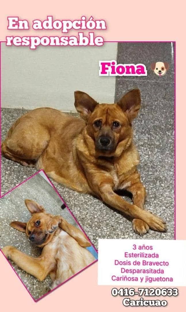 PerroUsuario Wof '•' tweet media