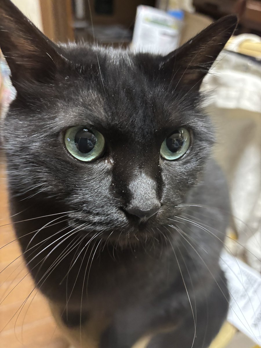 ももちゃん、いいお天気だね。目の色が素敵なももちゃん、吸い込まれるね🩵