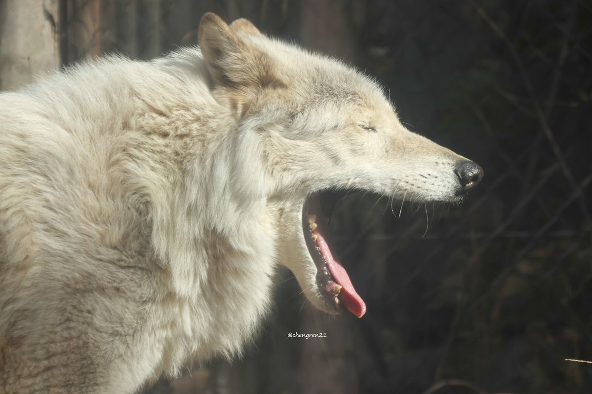 Cheng-Ren🦊🐺 tweet media