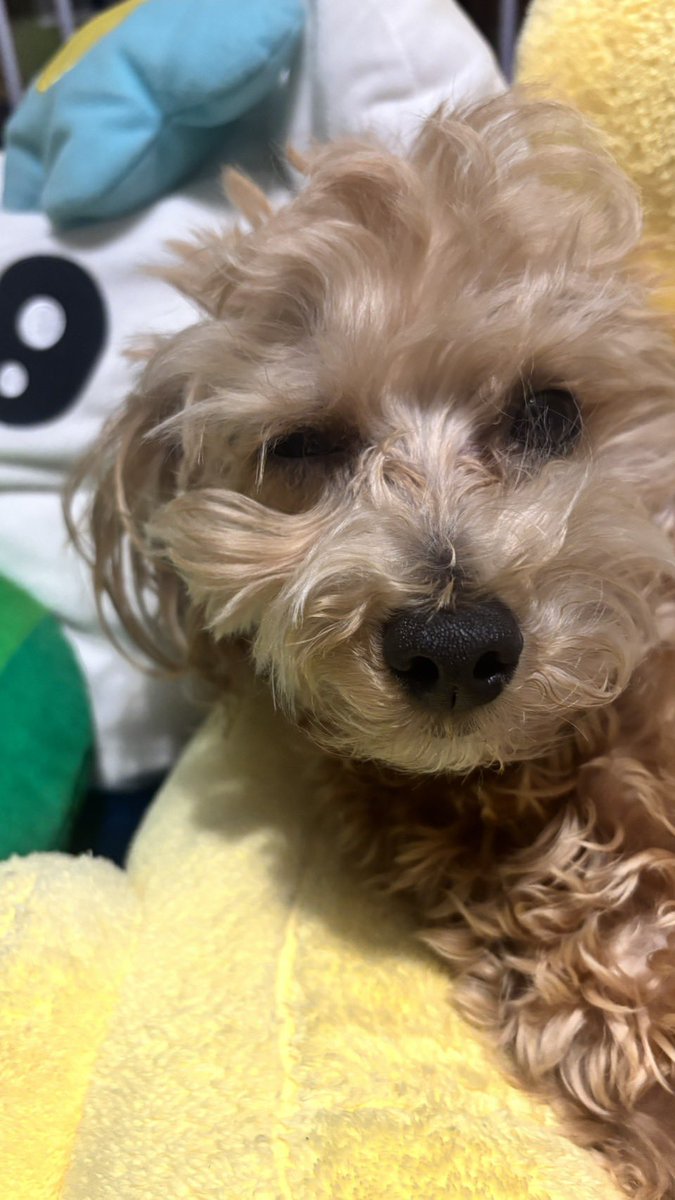 しょぼすけ / ShoboSuke tweet media