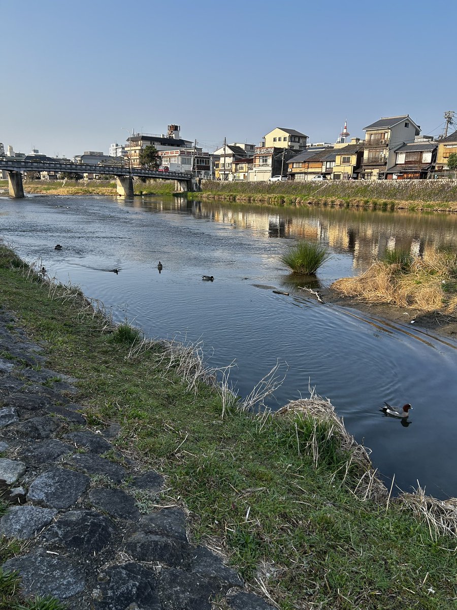 今朝の鴨川🦆