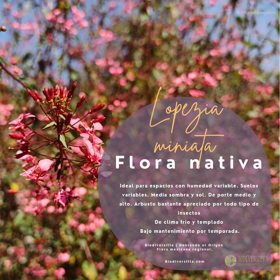 Miguel Á. Ángeles tweet media