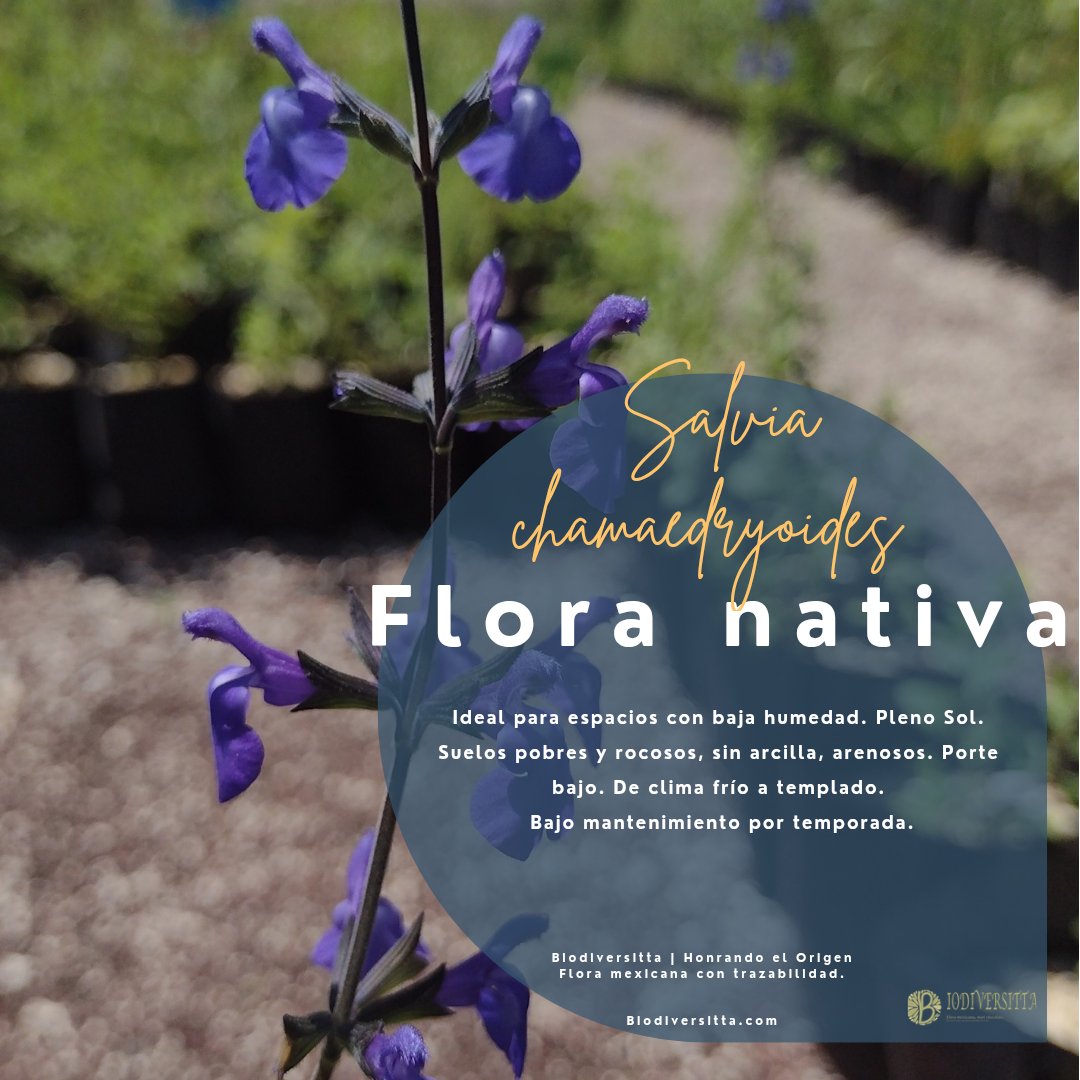 Miguel Á. Ángeles tweet media