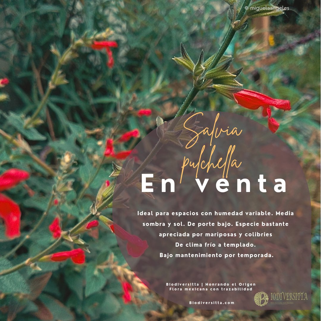 Miguel Á. Ángeles tweet media