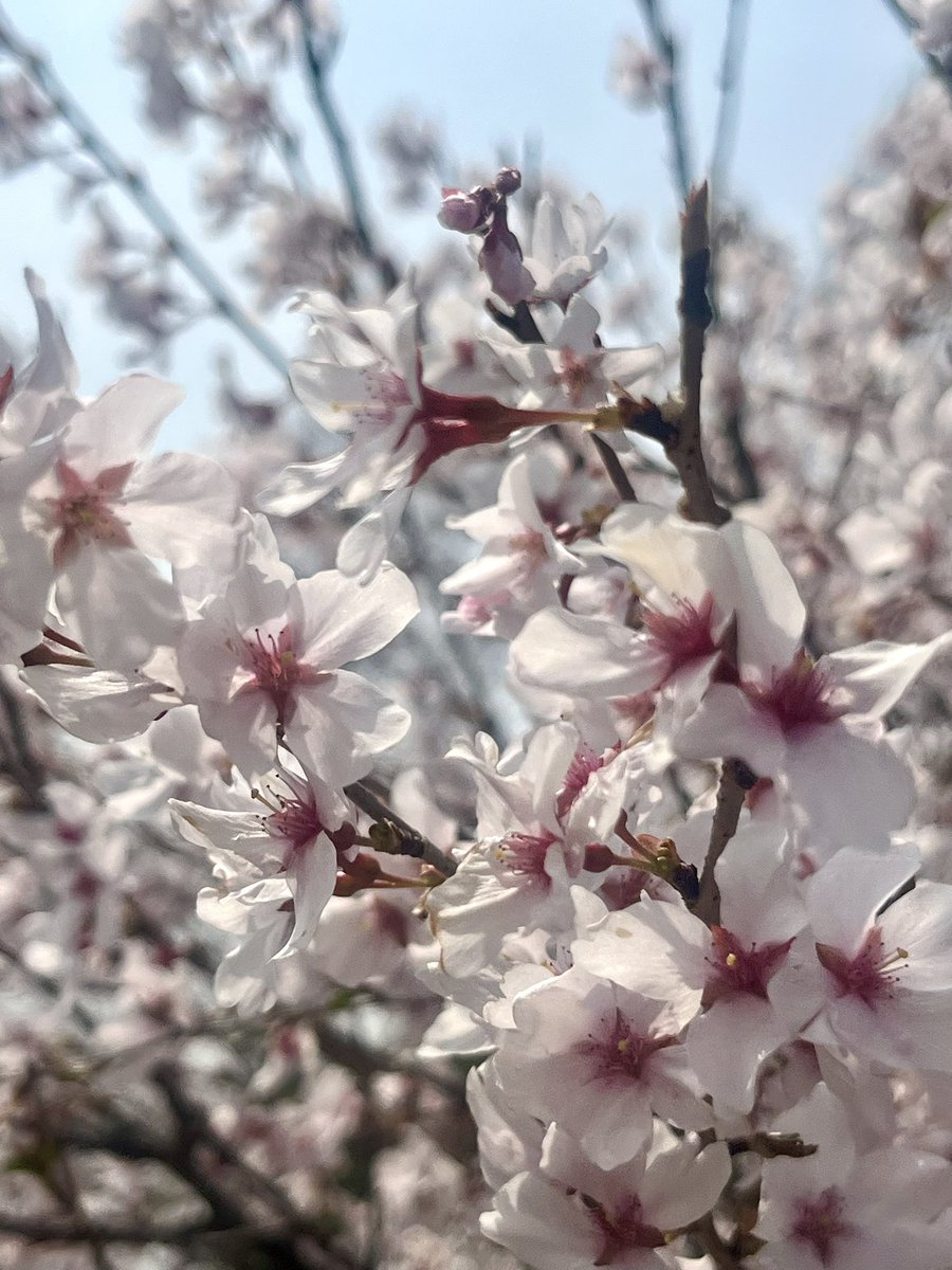 Rio(原神垢)🌙⚙️ tweet media