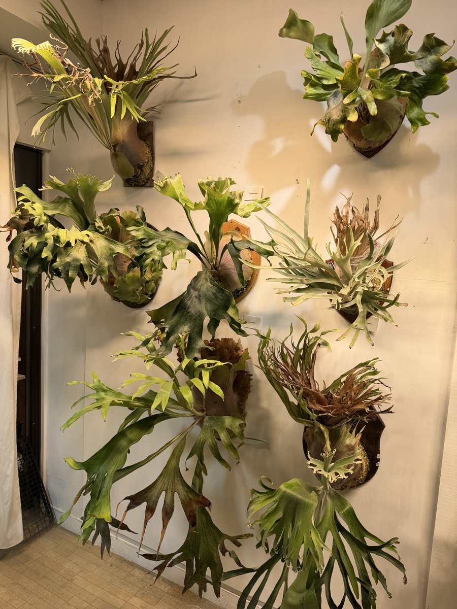 ビカ立ち葉 tweet media