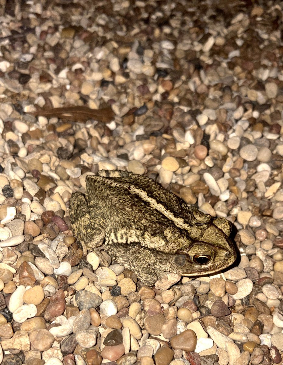 sylvie ❄️🍁 tweet media