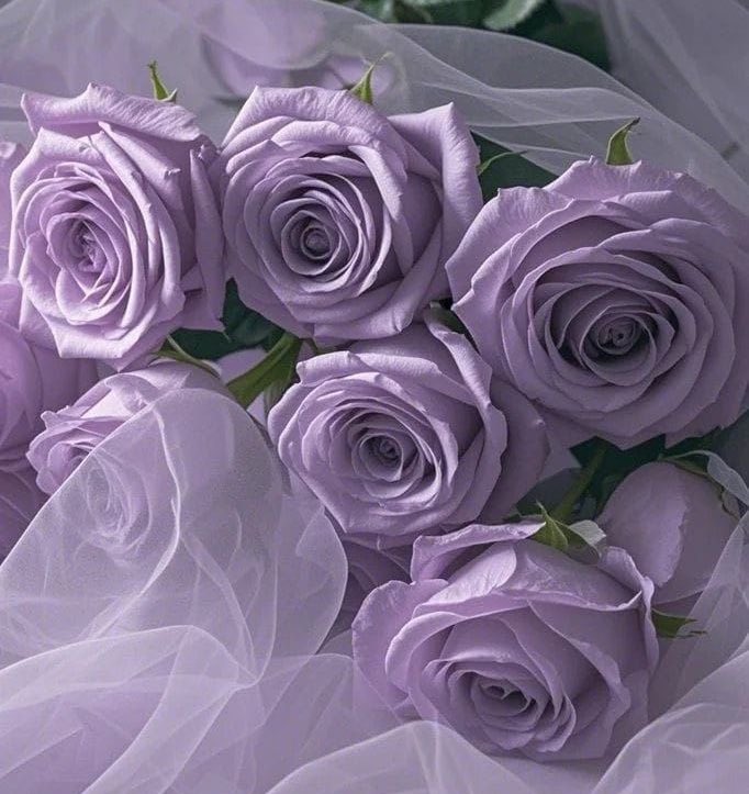 البنفسج💜 tweet media