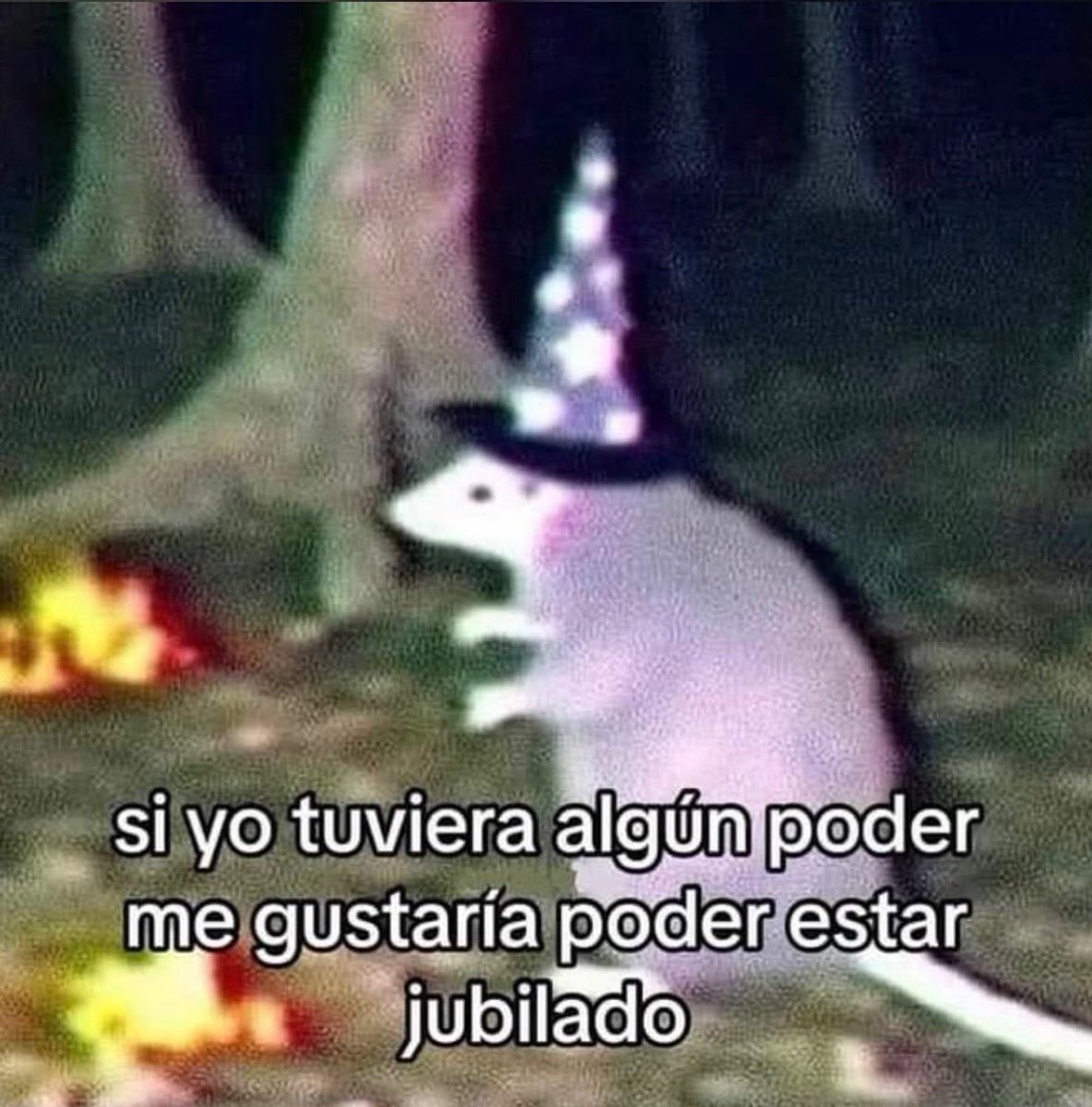 Mundo de Bigotes (@mundodebigotes) on Twitter photo 