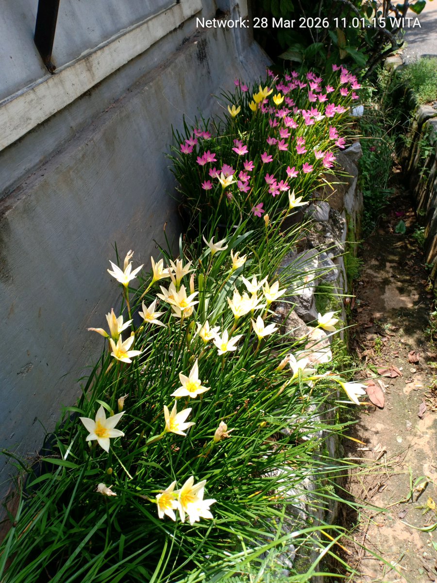 Roellatief tweet media