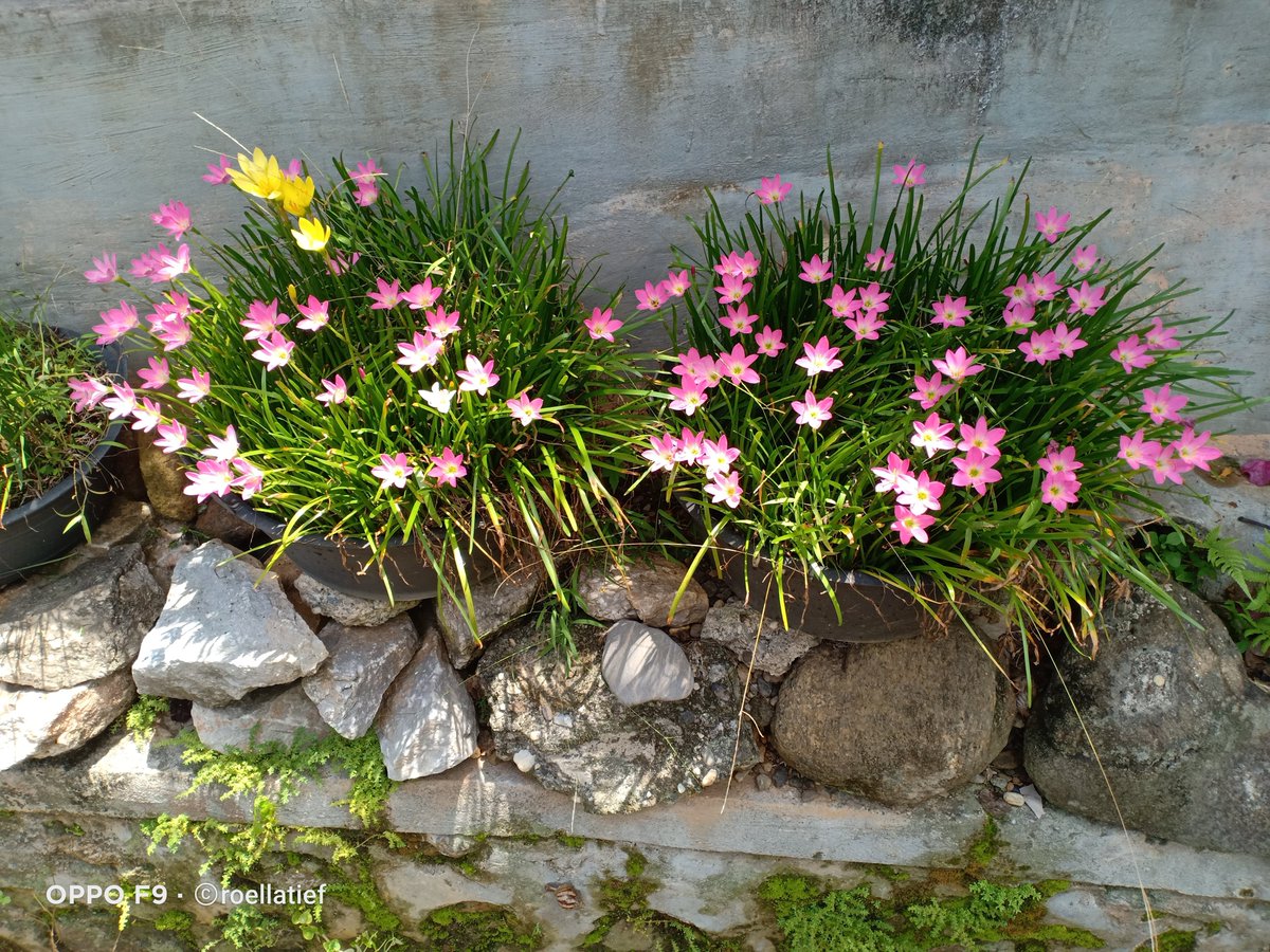 Roellatief tweet media