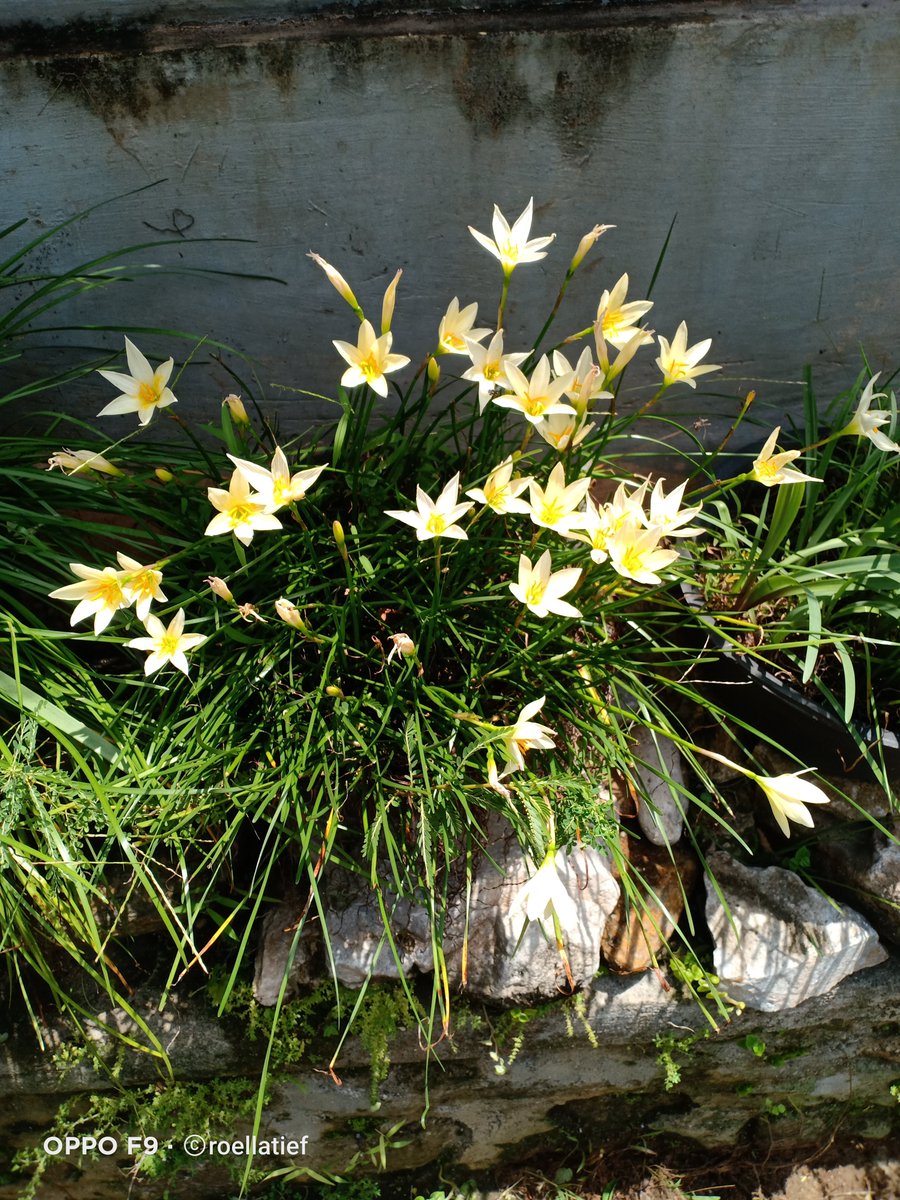 Roellatief tweet media