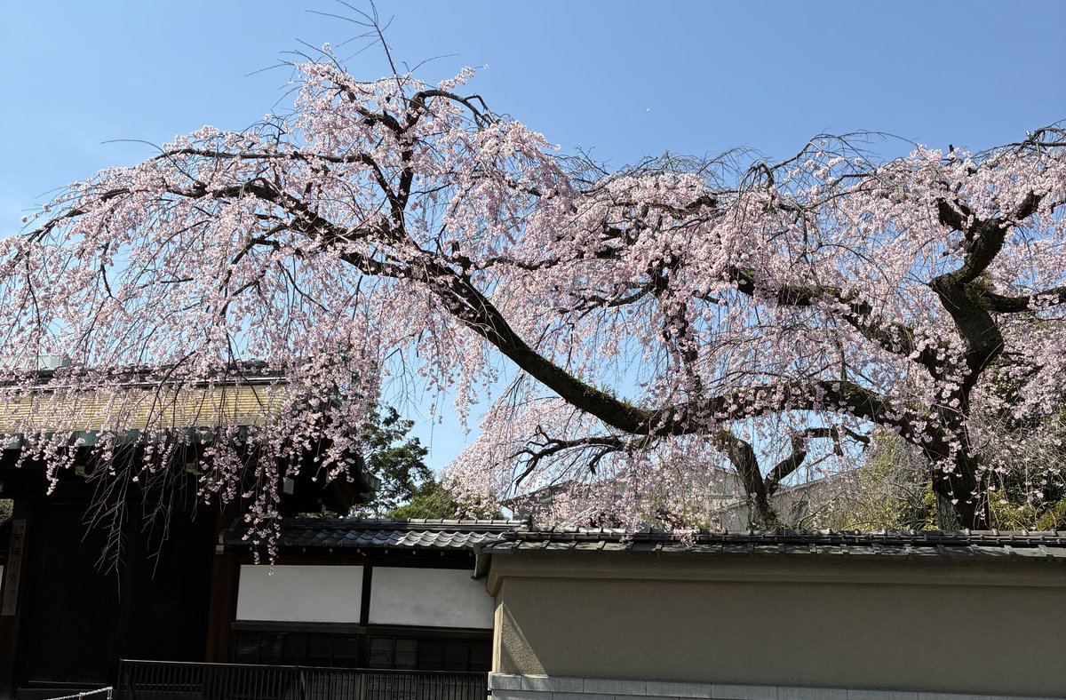 SHOPpeaberry tweet media