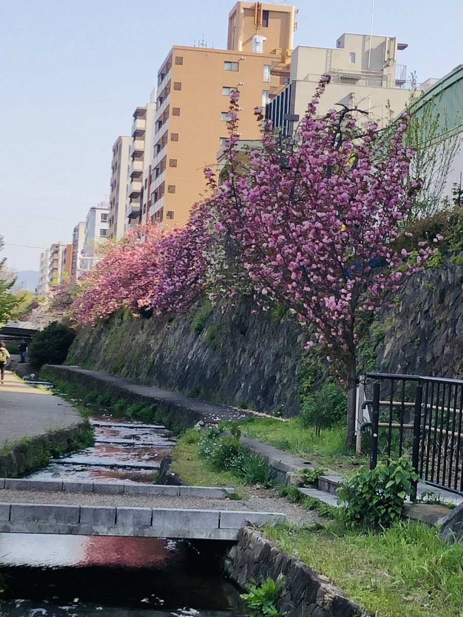 SHOPpeaberry tweet media