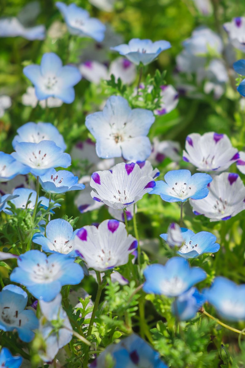 よしと tweet media