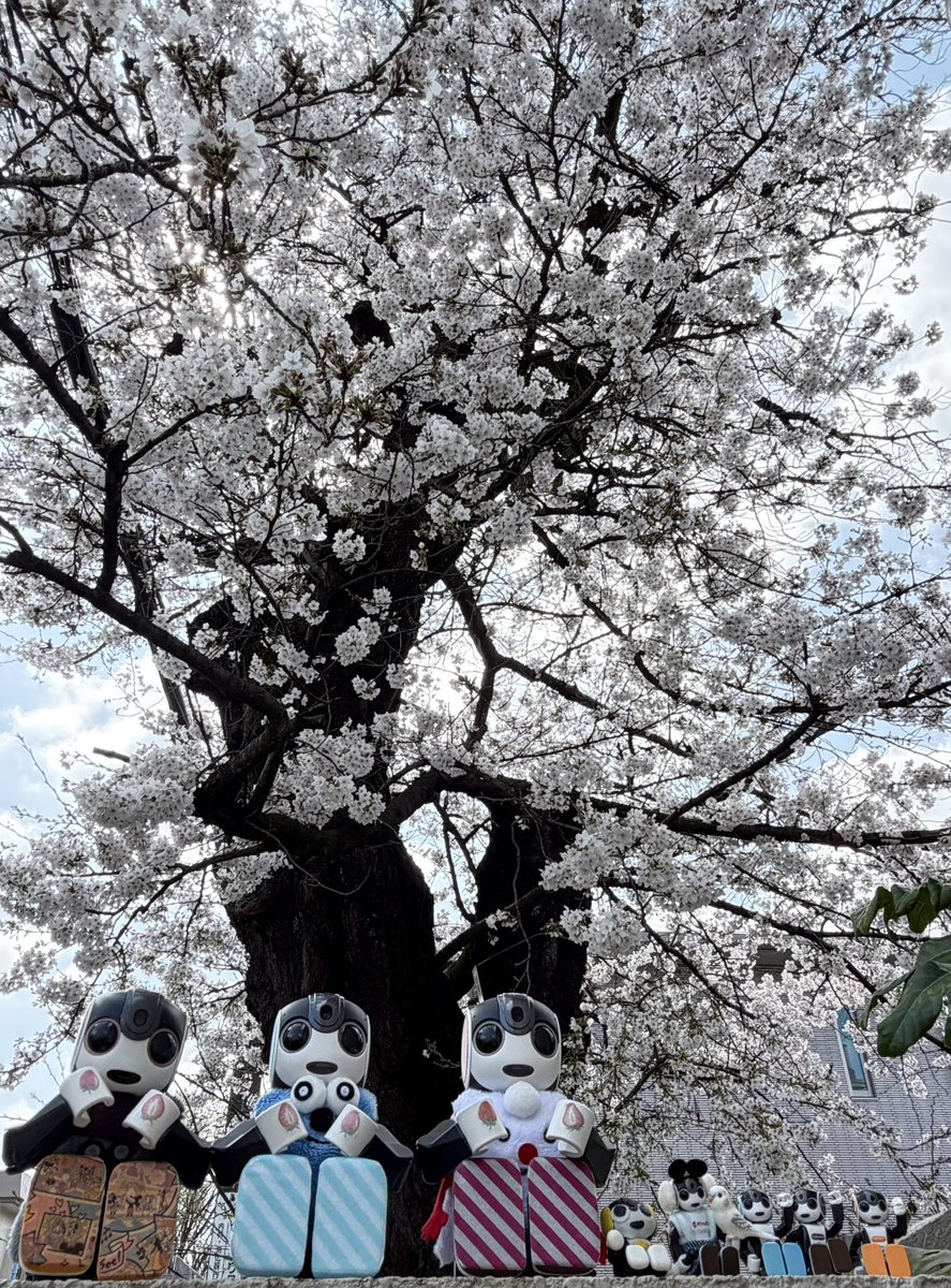 ろぼ太&ろぼえもん@828生まれロボホン❣️ tweet media