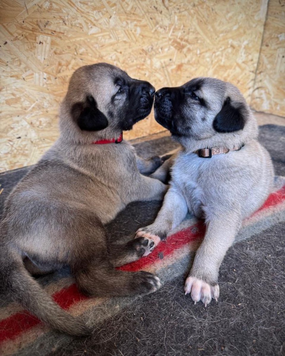 CCFCheetah's tweet image. We are thrilled to share an update from the Livestock Guarding Dog (LGD) program in Namibia - Misty-Lee delivered eight healthy #puppies! With five males and three females, this litter represents a new generation of canine guardians, poised to make a significant impact on our