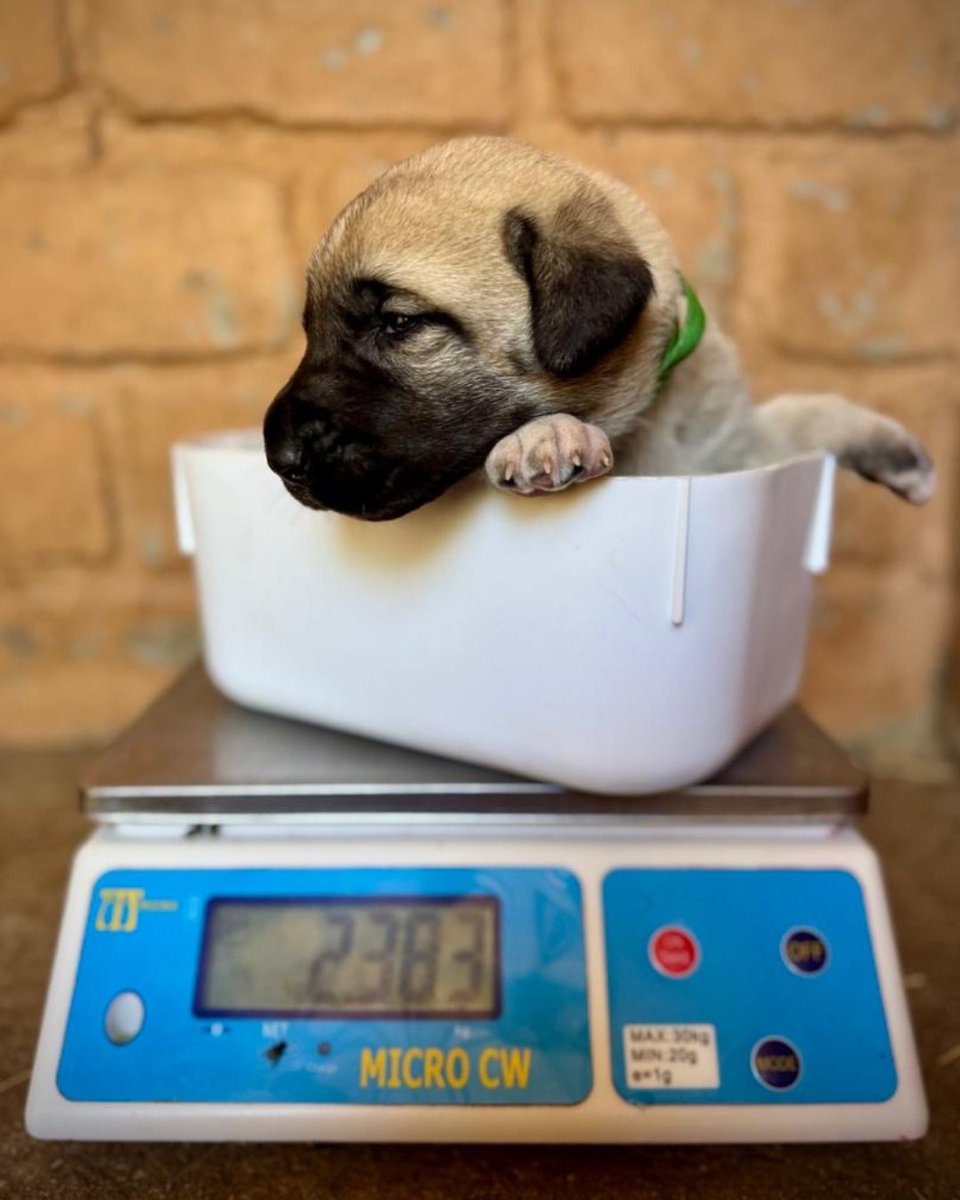 CCFCheetah's tweet image. We are thrilled to share an update from the Livestock Guarding Dog (LGD) program in Namibia - Misty-Lee delivered eight healthy #puppies! With five males and three females, this litter represents a new generation of canine guardians, poised to make a significant impact on our