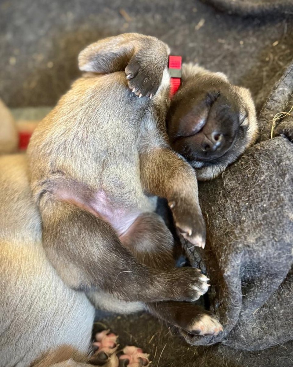 CCFCheetah's tweet image. We are thrilled to share an update from the Livestock Guarding Dog (LGD) program in Namibia - Misty-Lee delivered eight healthy #puppies! With five males and three females, this litter represents a new generation of canine guardians, poised to make a significant impact on our