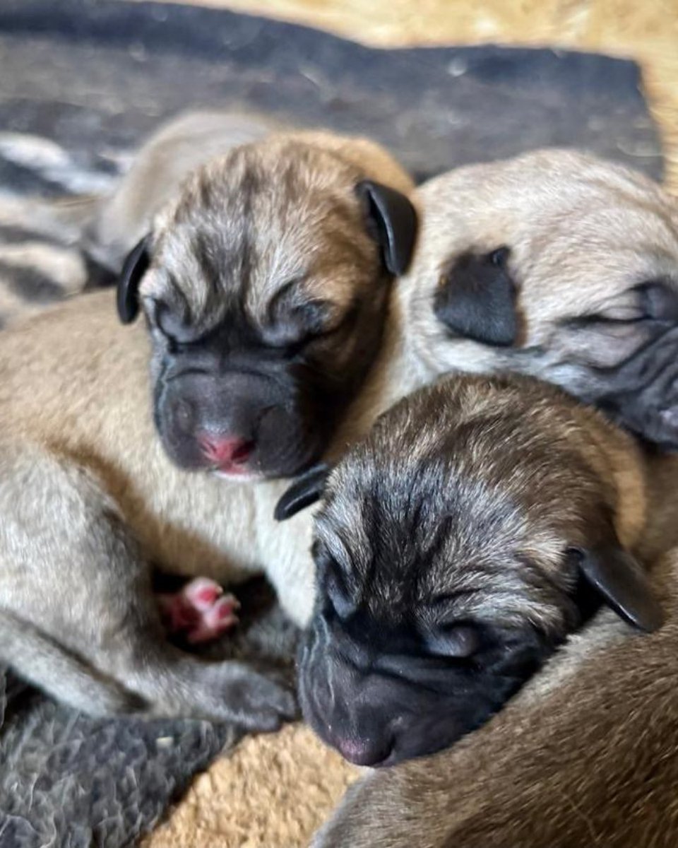 CCFCheetah's tweet image. We are thrilled to share an update from the Livestock Guarding Dog (LGD) program in Namibia - Misty-Lee delivered eight healthy #puppies! With five males and three females, this litter represents a new generation of canine guardians, poised to make a significant impact on our