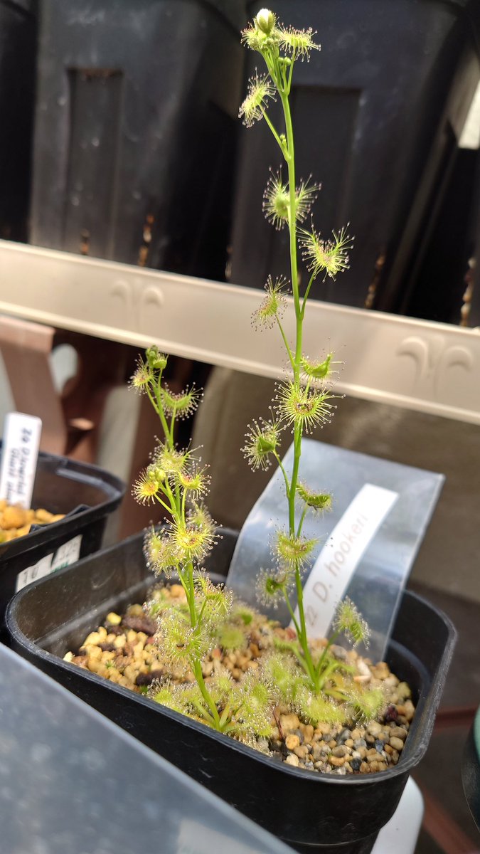 Drosera hookeri
めちゃくちゃいい感じです。
春ですね。