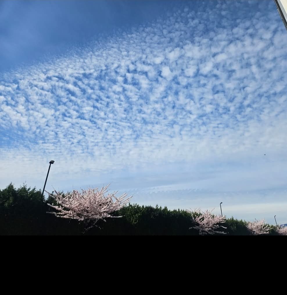 BCBarracuda tweet media